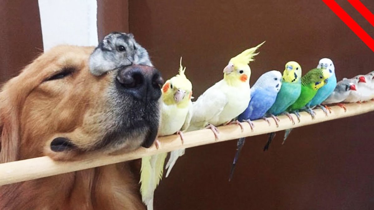 Попугай и хомяк