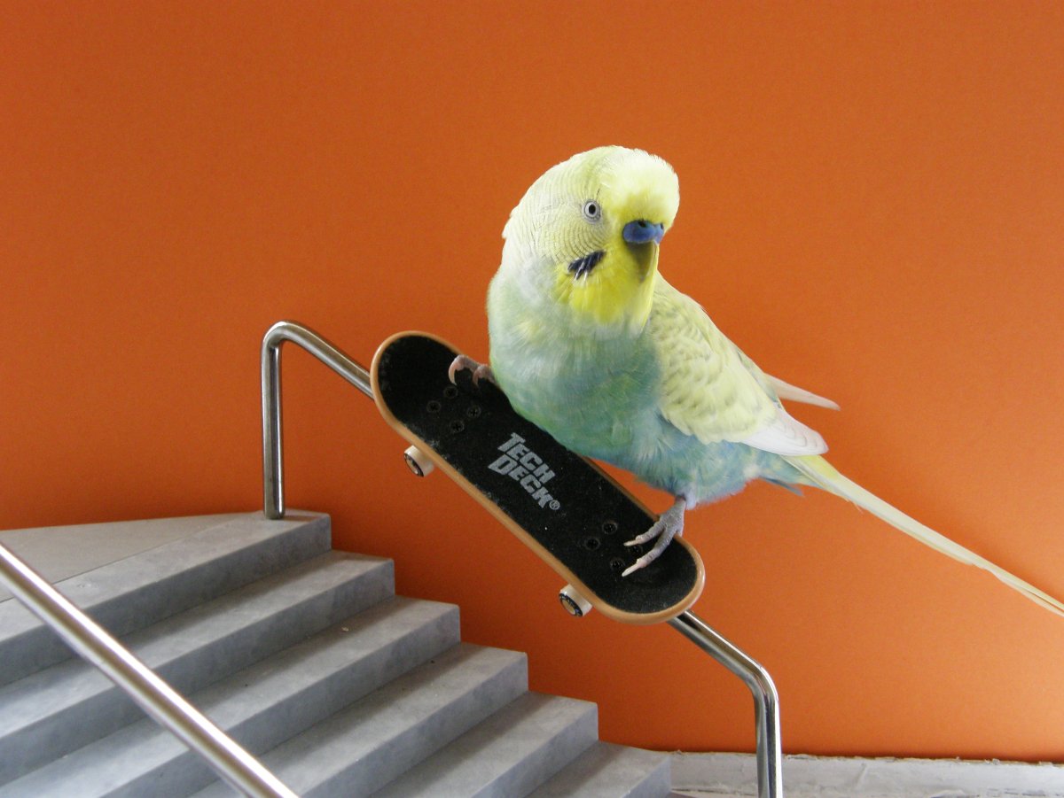 Волнистый попугайчик на скейте