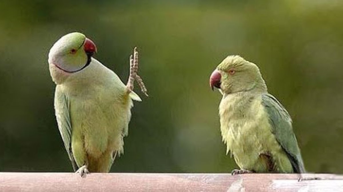 Попугаи неразлучники смешные