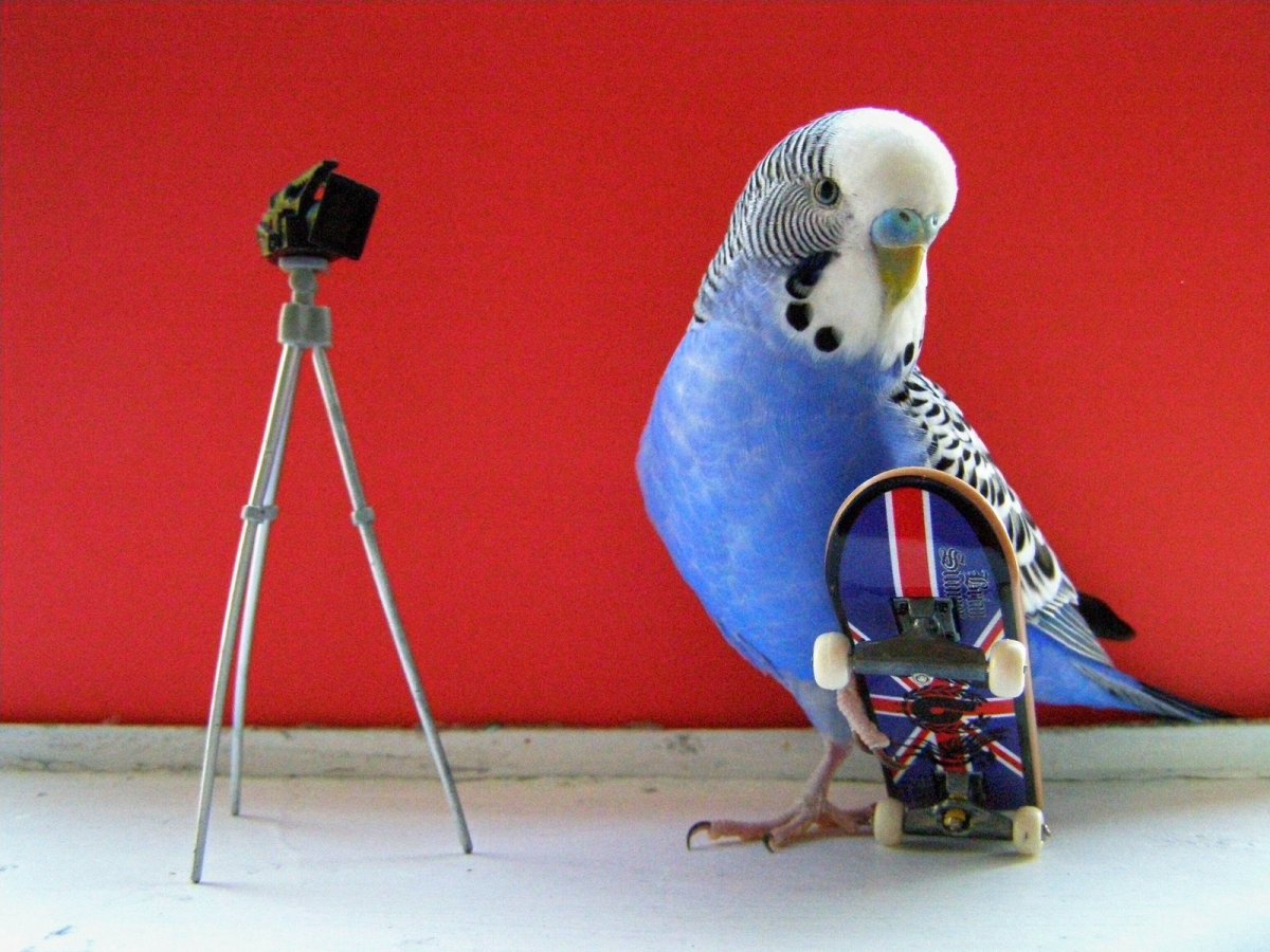 Мемы с попугаями