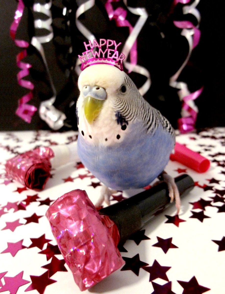 Подарки для попугая на новый год