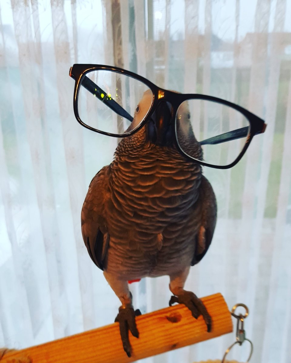 Попугай с очками