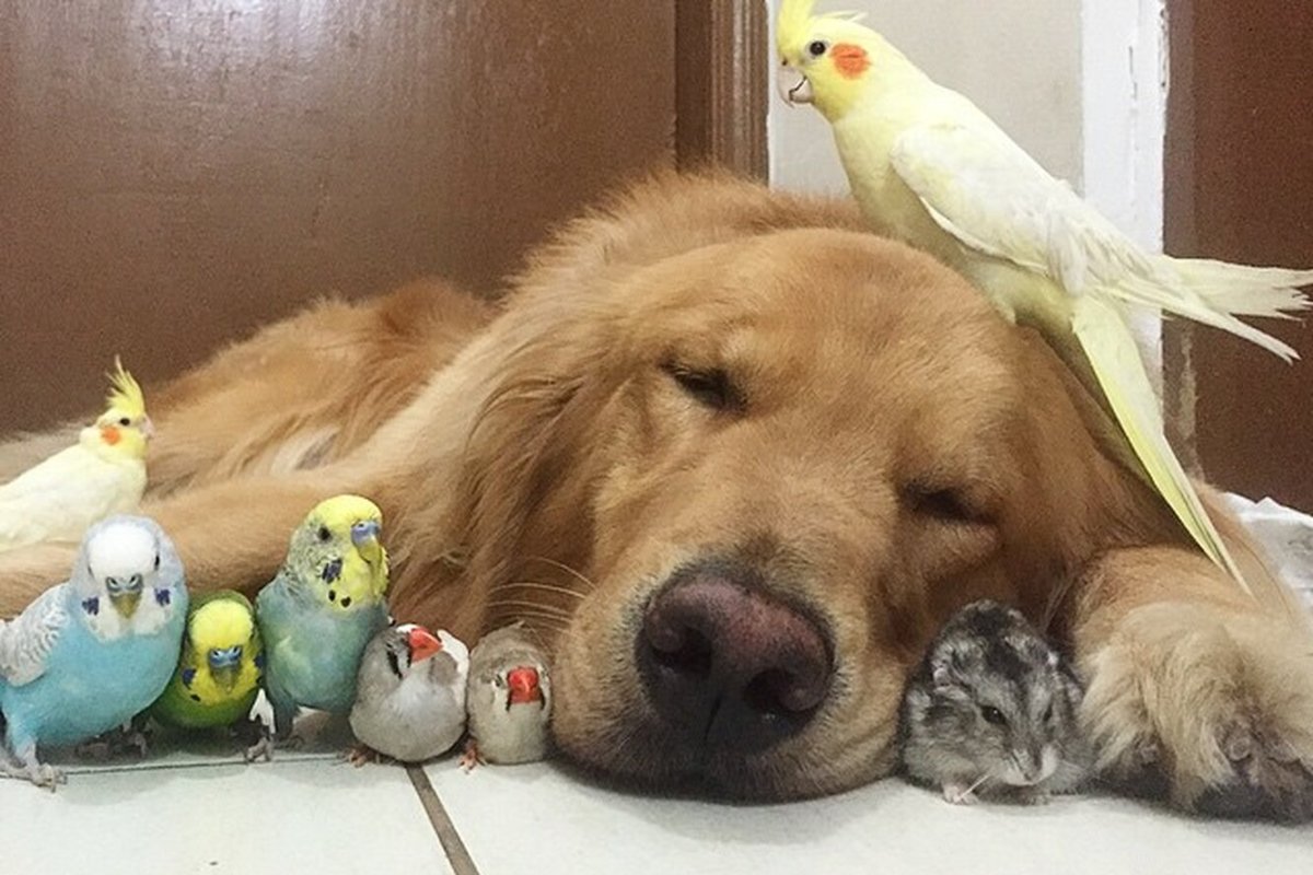 Собака и попугай