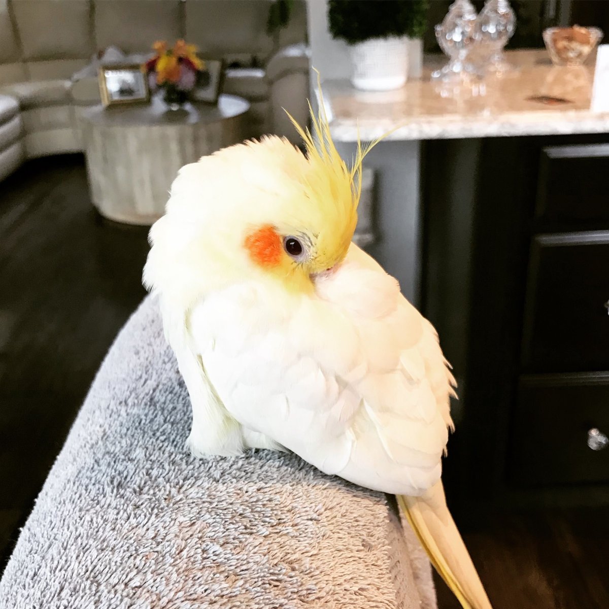 Попугайчики корелла милые