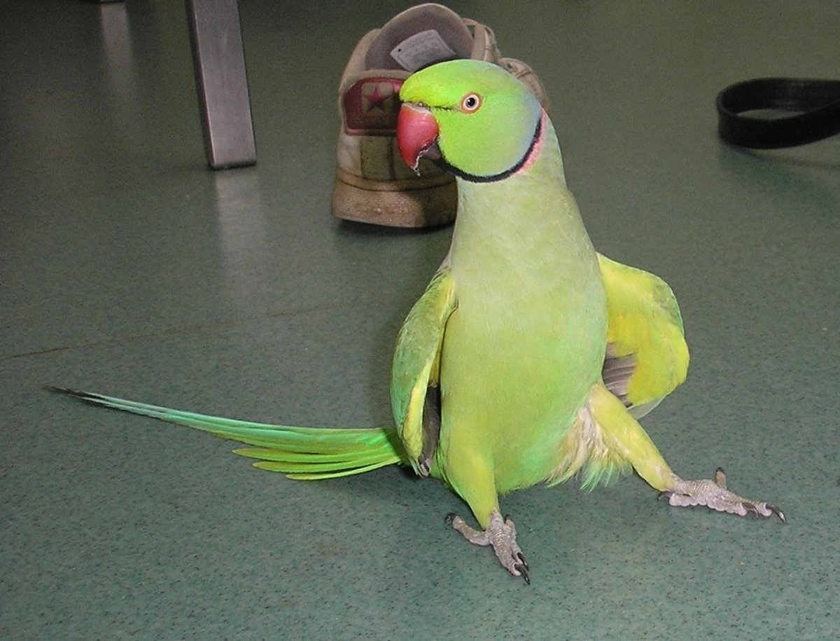 Ожереловый попугай смешной