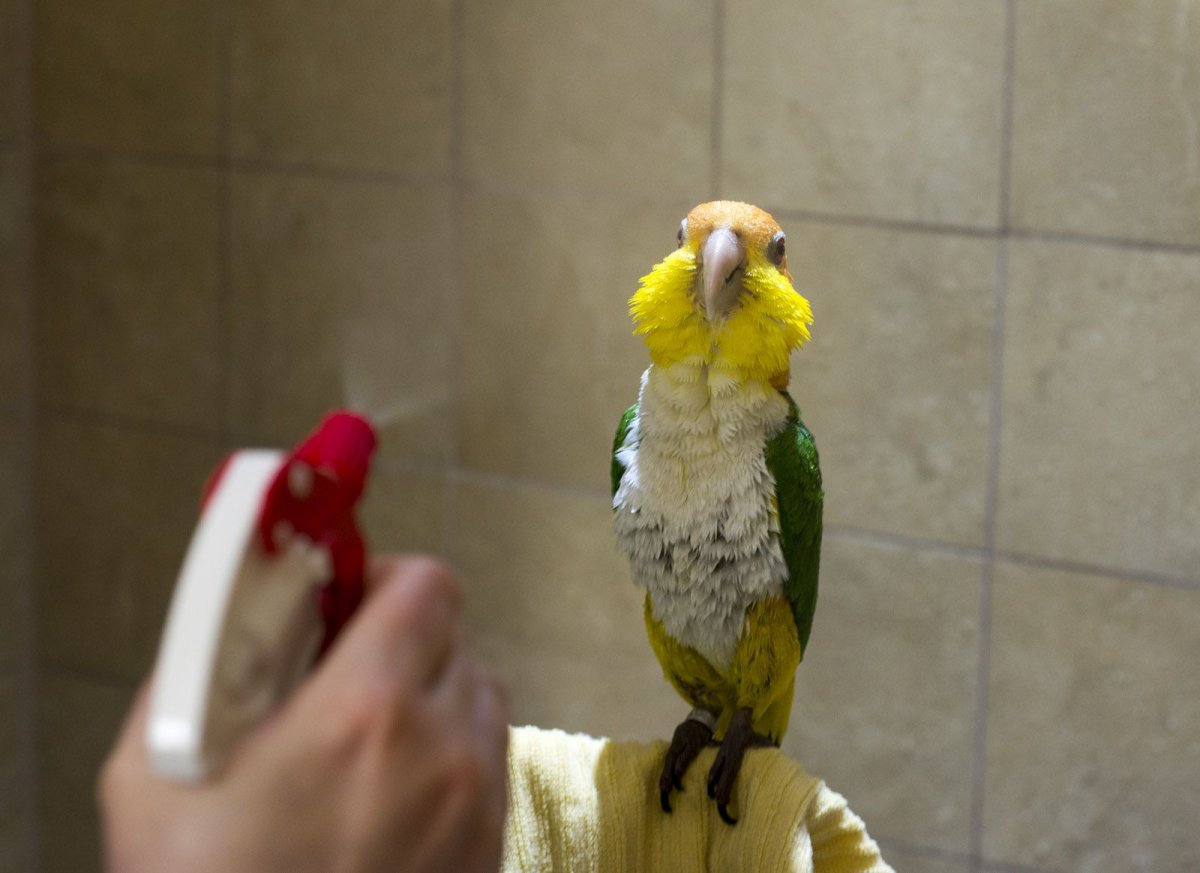 Веселый попугай