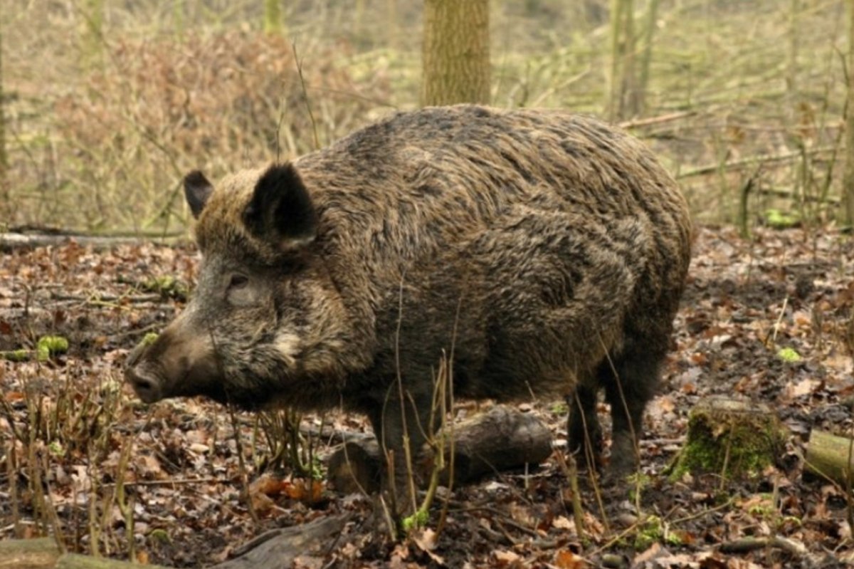 Камышовый кабан Краснодарского края