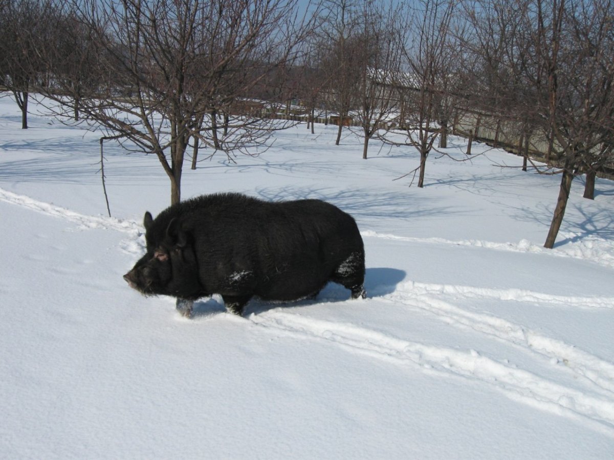 Кабан в деревне