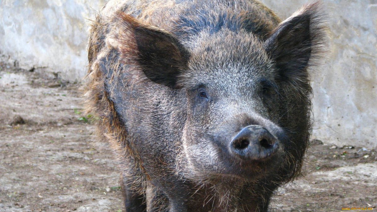 Кабан в городе