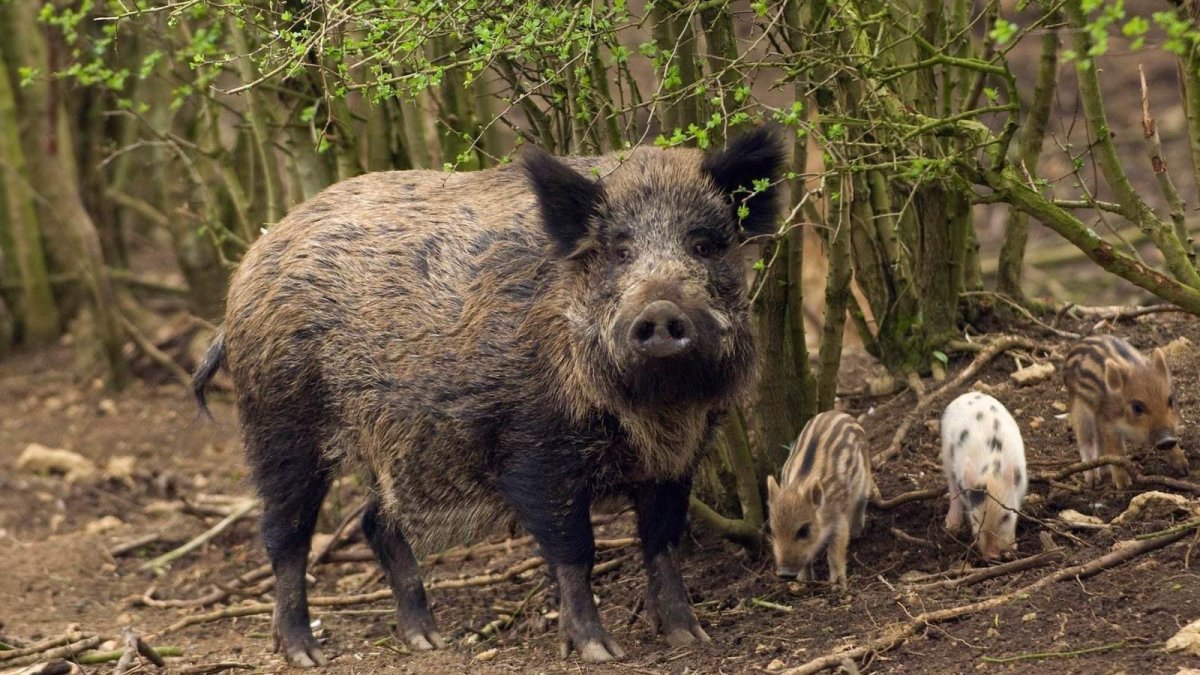 Дикий кабан секач Лесной