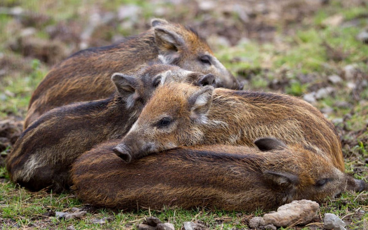 Детеныш кабана