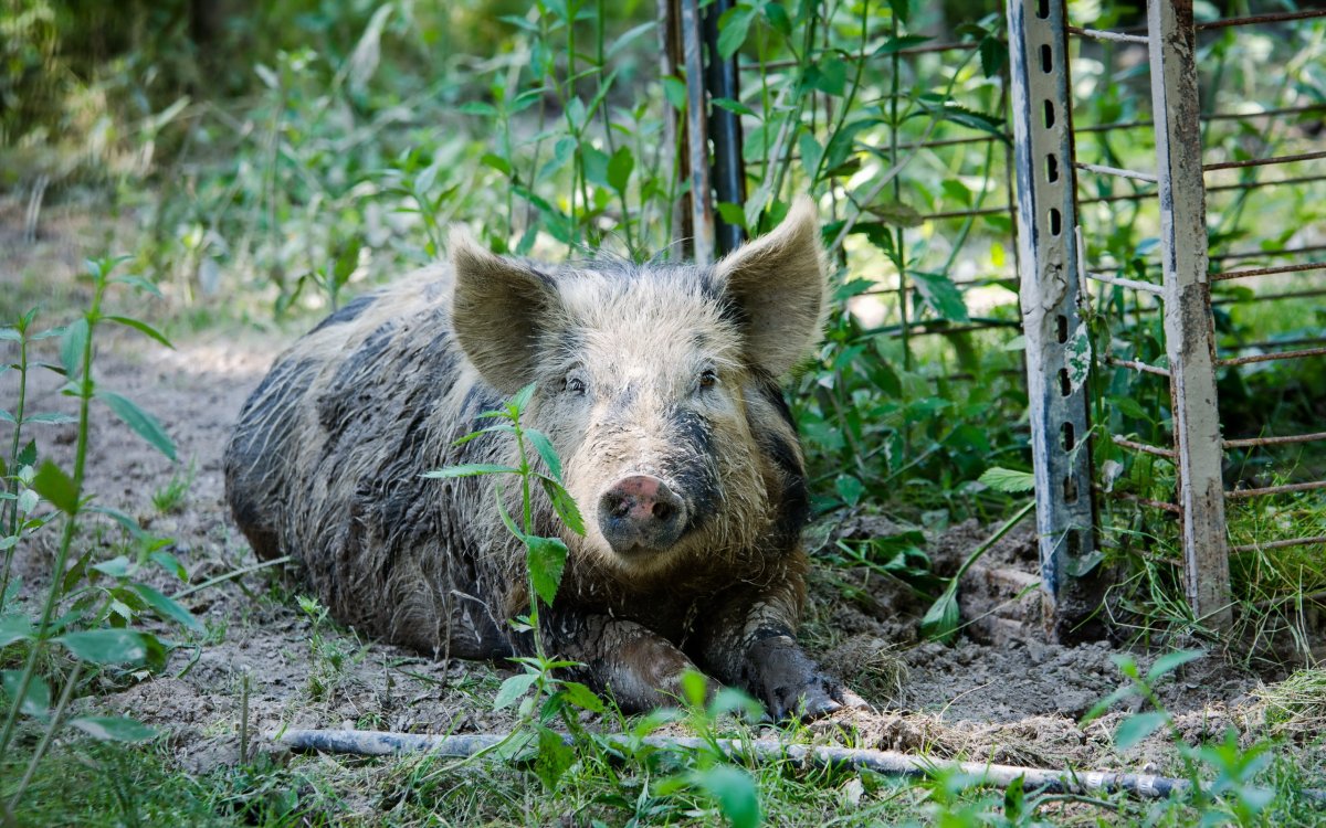 Домашние кабаны