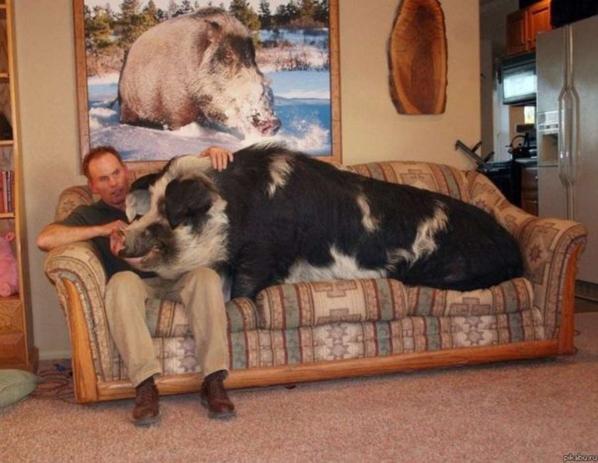 Домашнее животное в квартиру