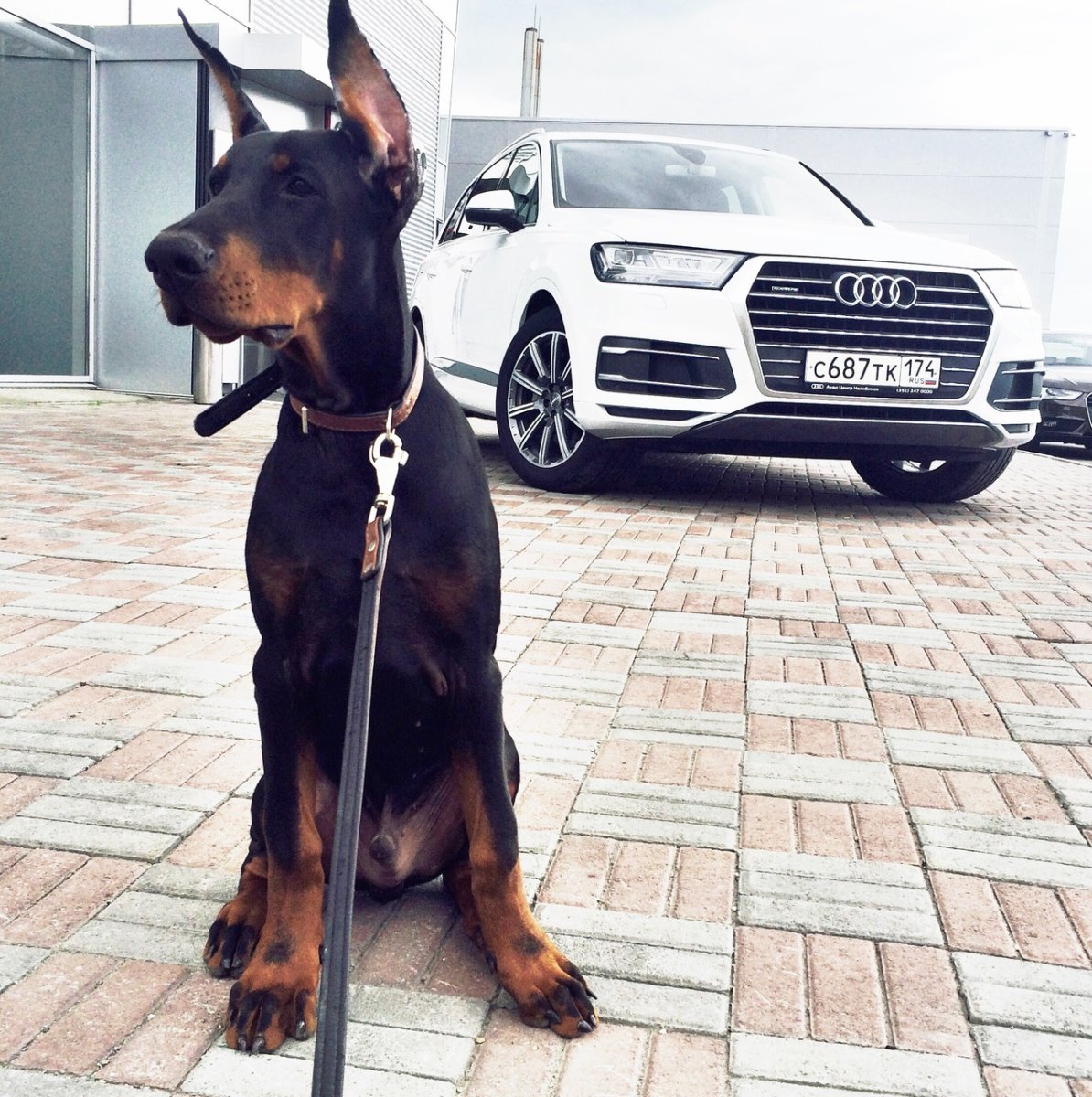 Доберман пинчер злой скалится