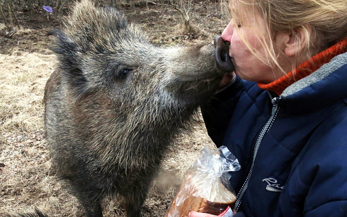 Дикий кабан одомашненный