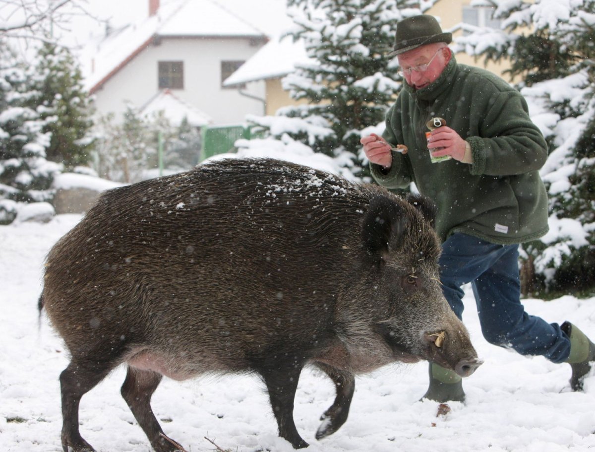 Кабан боров хряк Вепрь