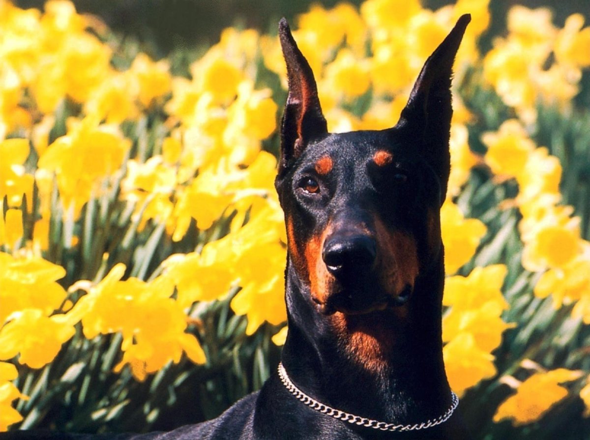 Собака Доберман