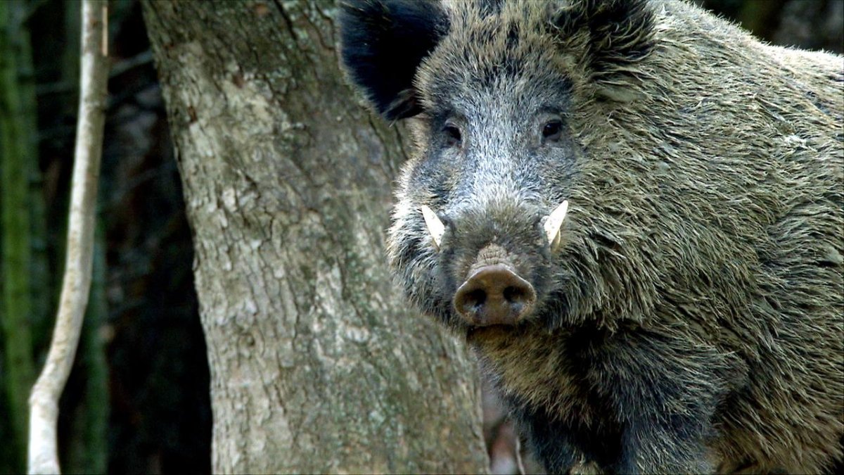 European Wild Boar
