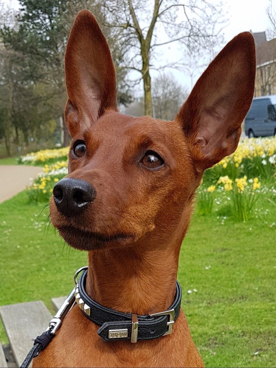 Белый Доберман