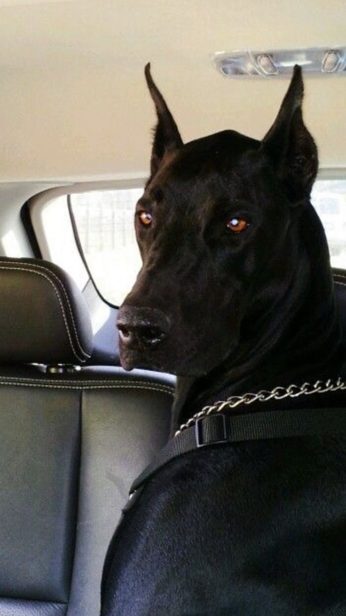 Доберман окрасы