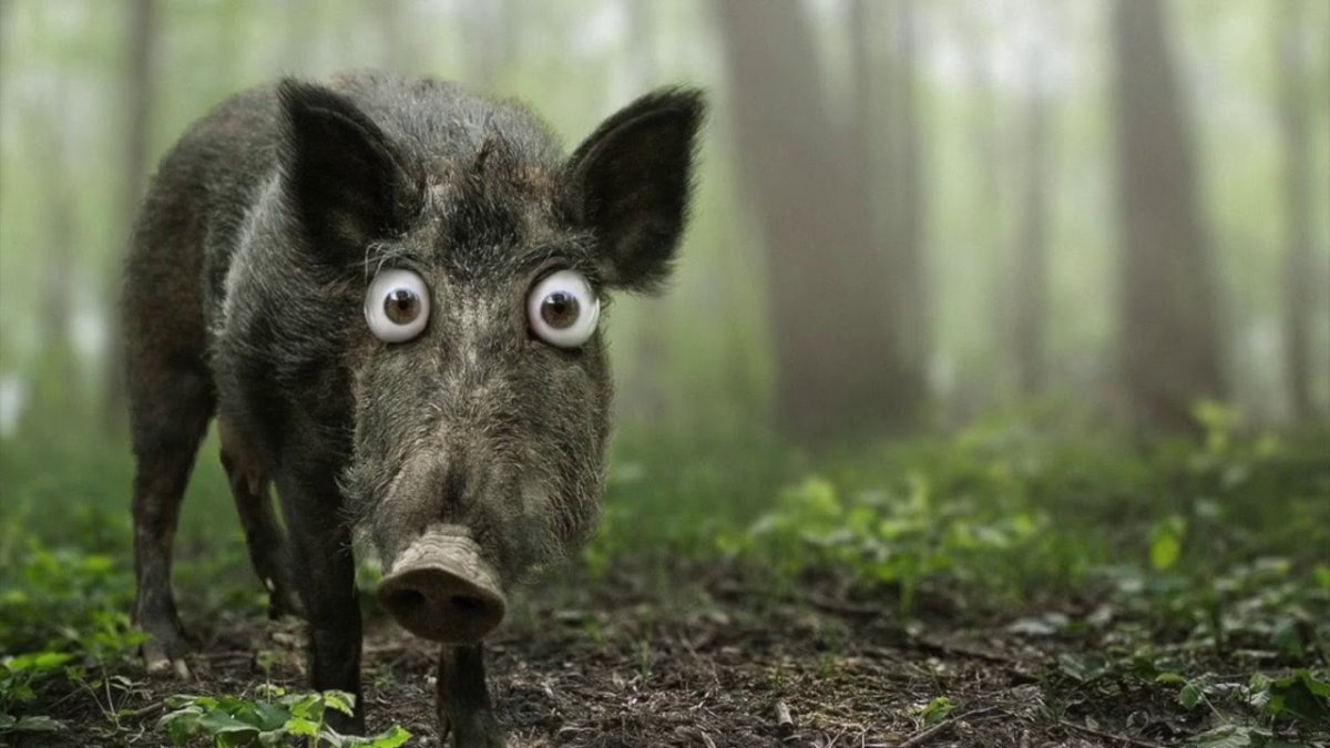 Кабан пятак прикол