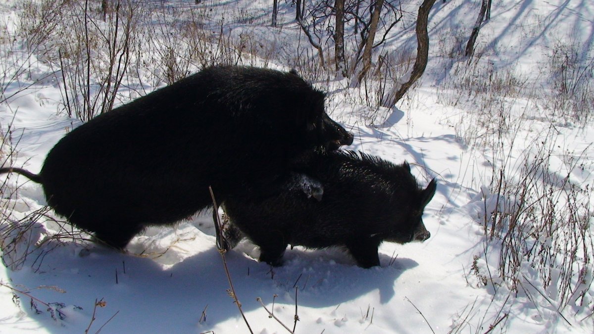 Черные кабаны самцы