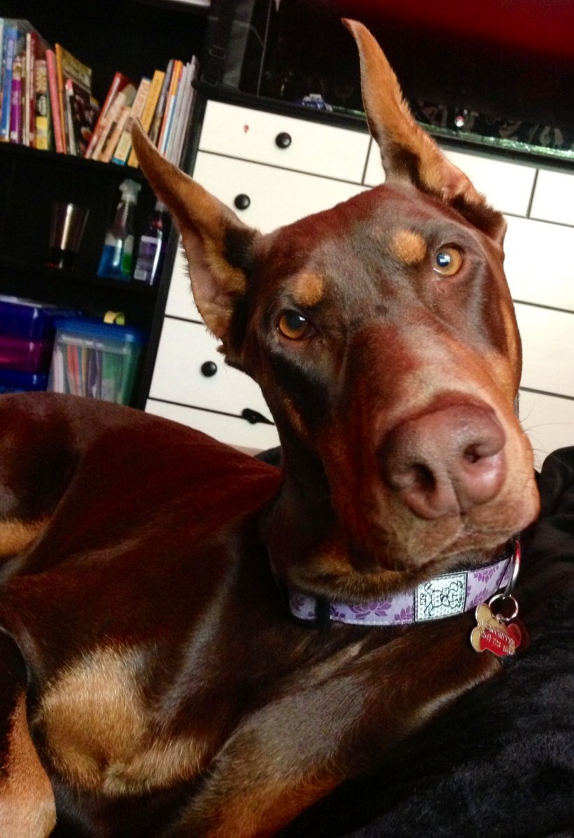 Доберман собака рыжий