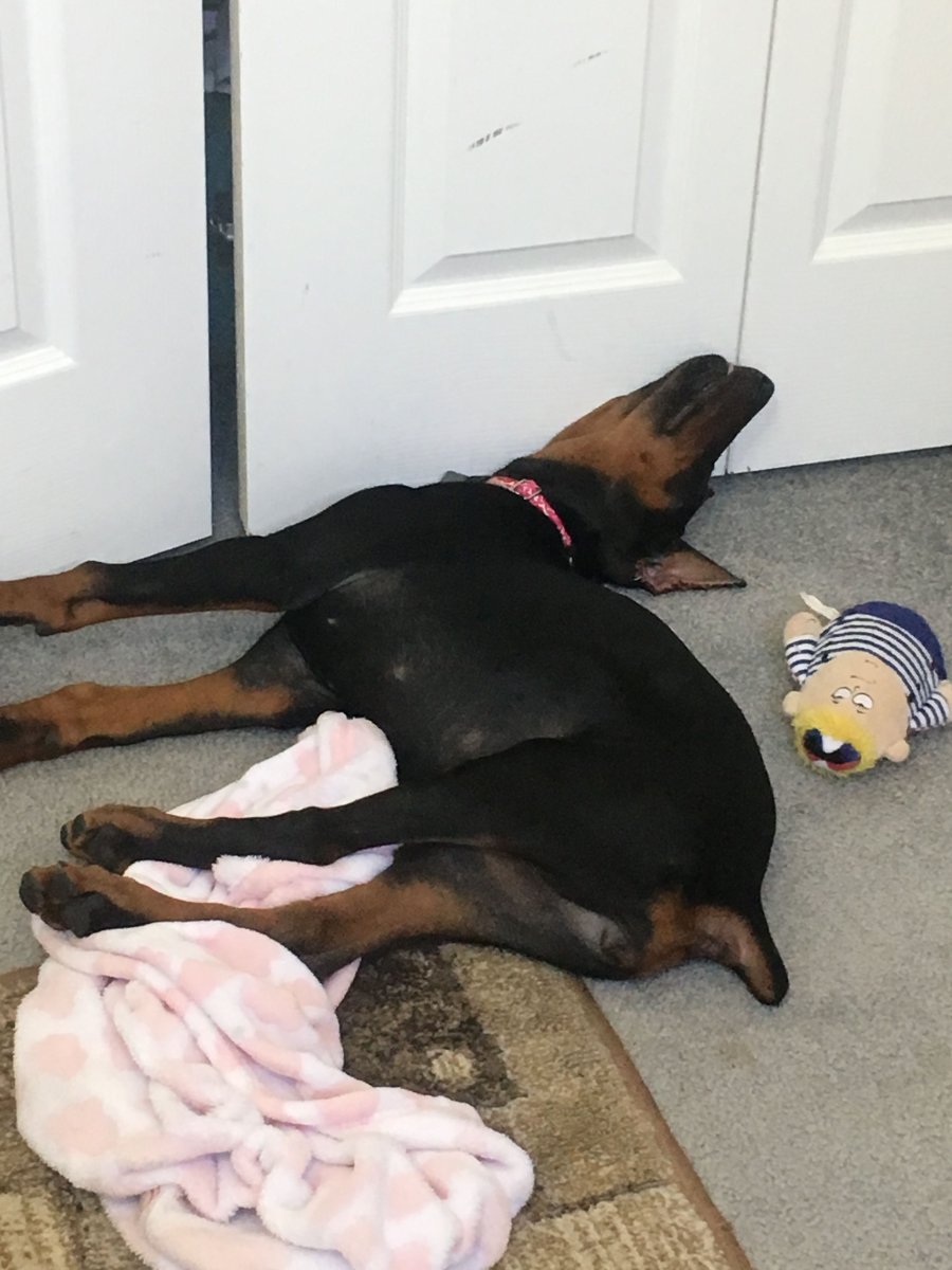 Доберман-пинчер Эстетика