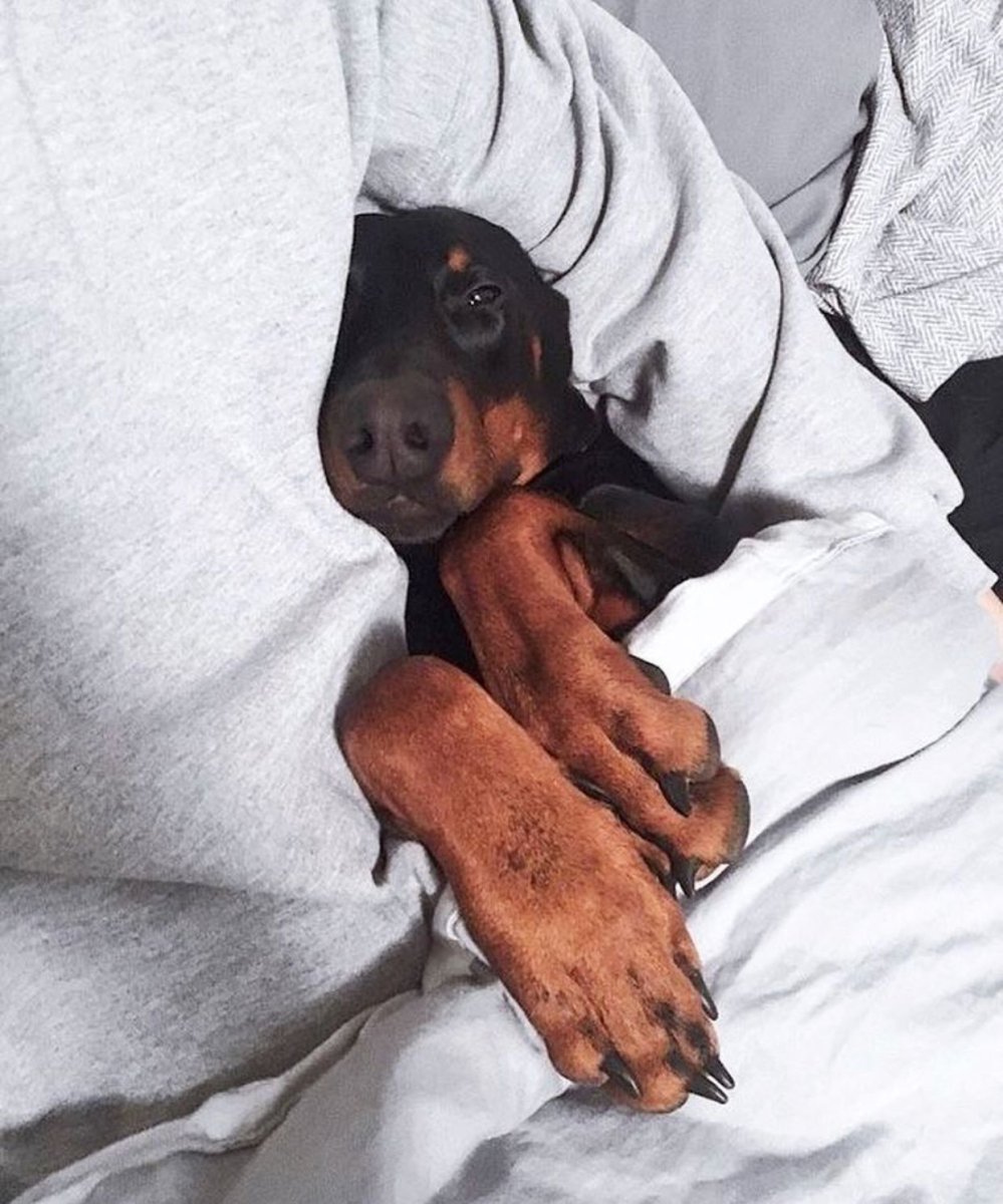 Катрина Доберман