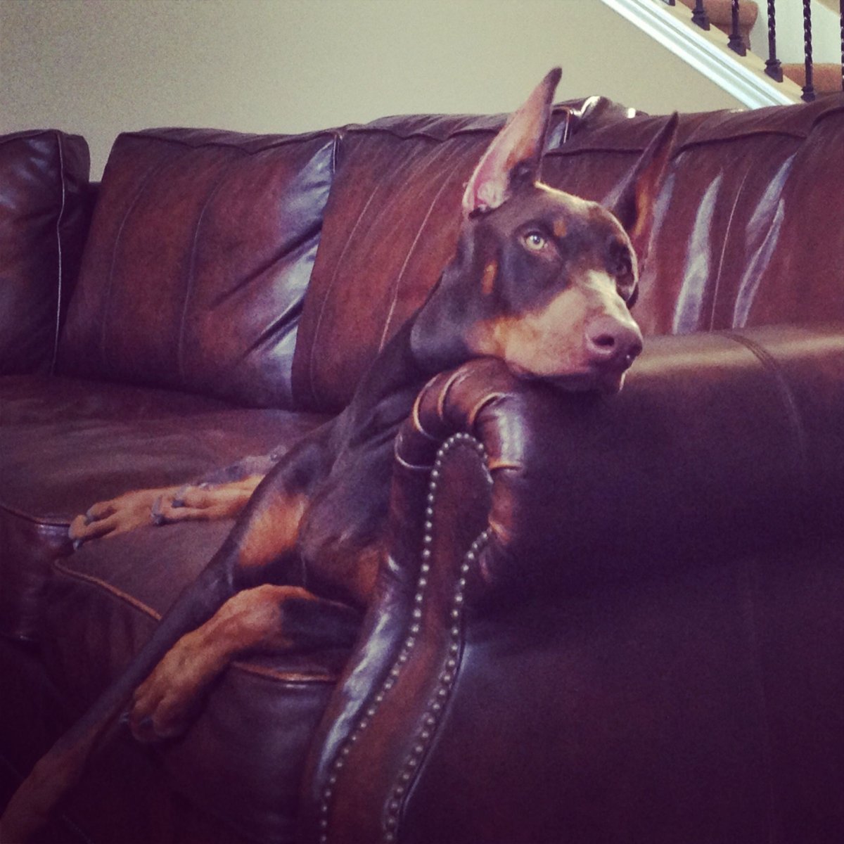 Доберман-пинчер Эстетика