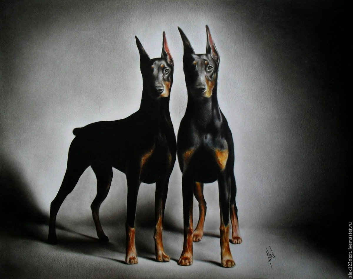 Пинчиркарликовый рыжий