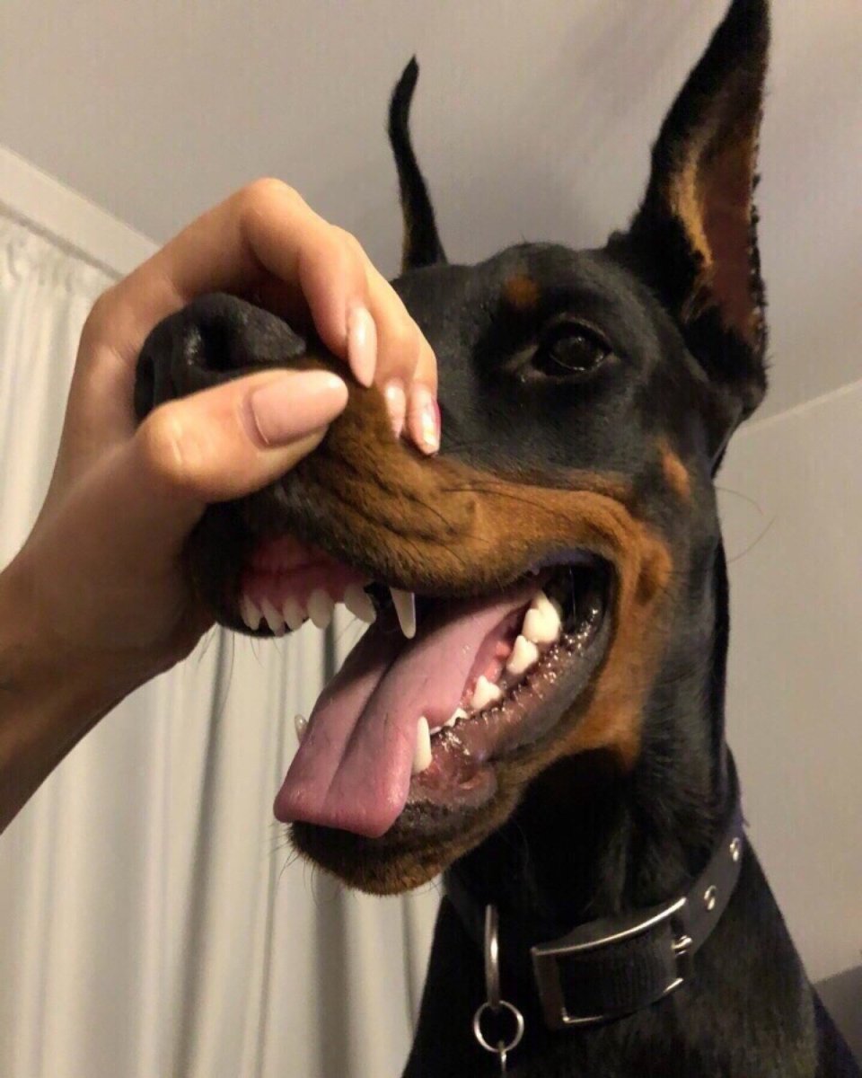 Фиолетовый Доберман пинчер