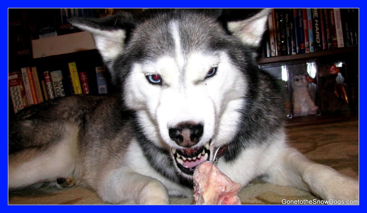 Сердитый хаски