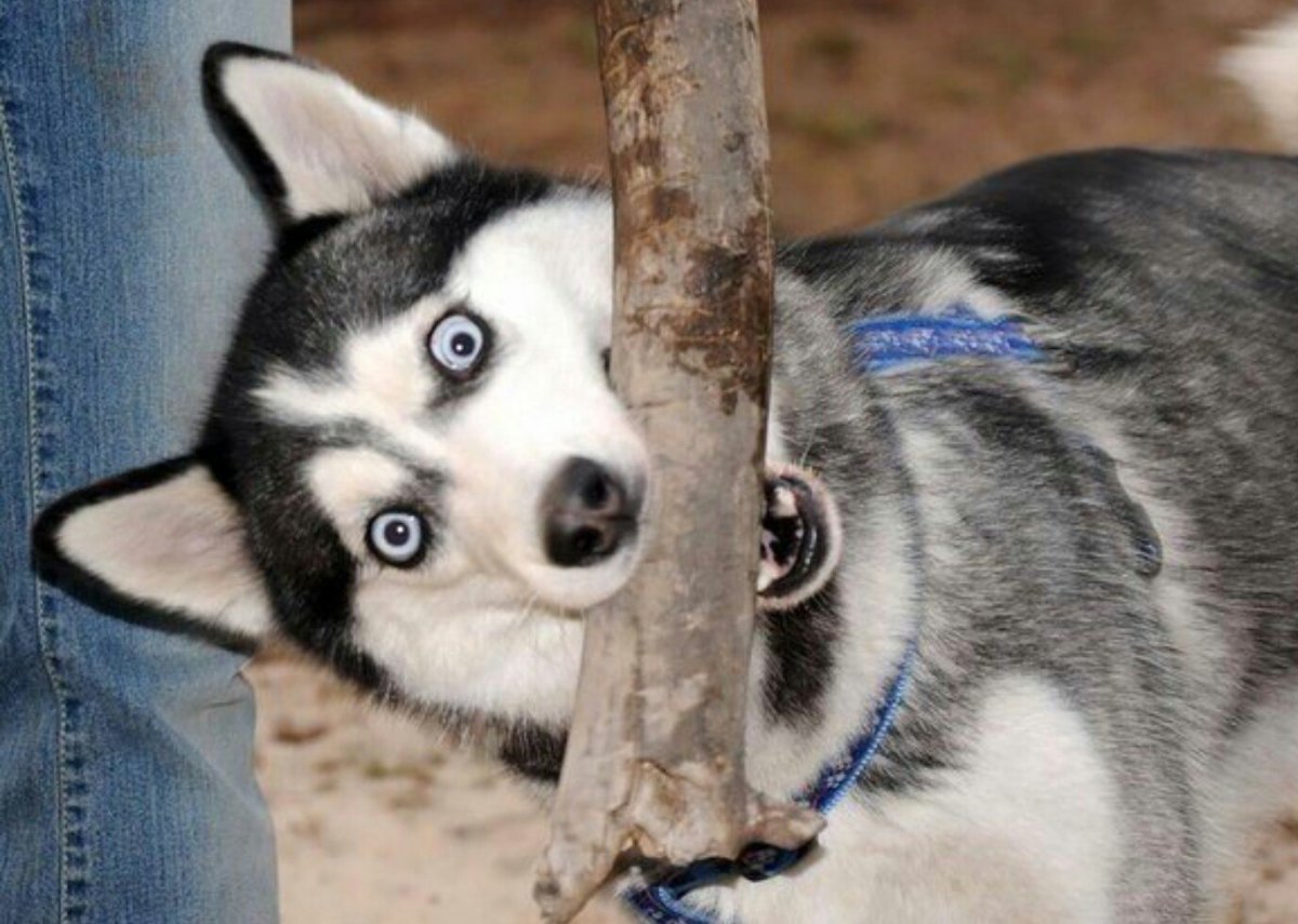 Бритая хаски