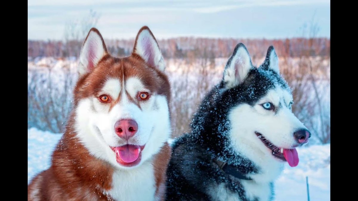 Некрасивые хаски