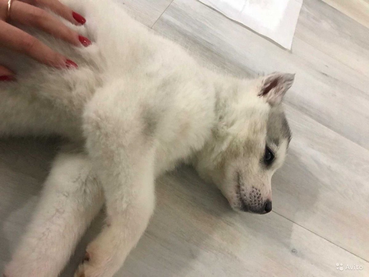 Стриженный хаски