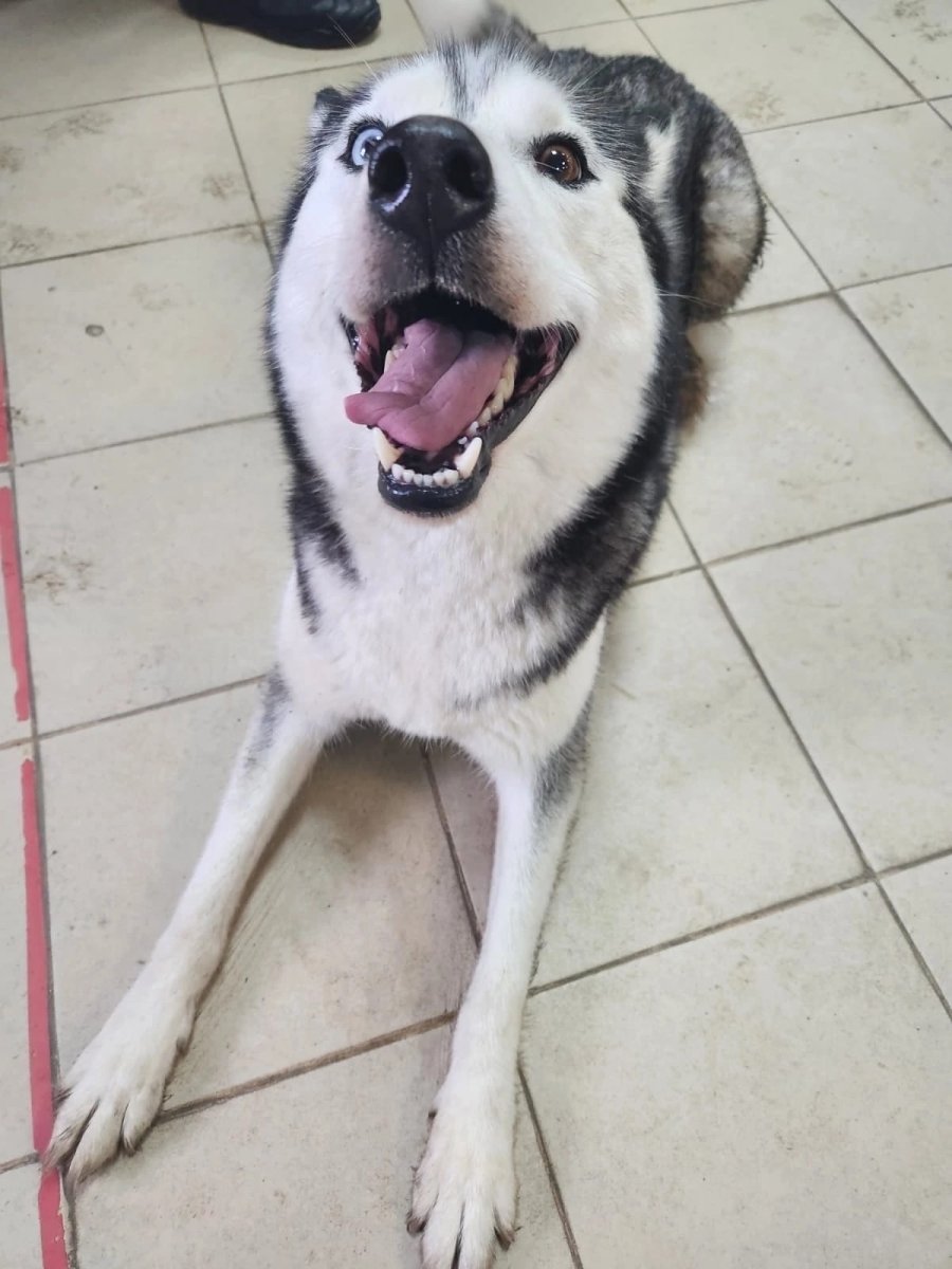 Бритая собака