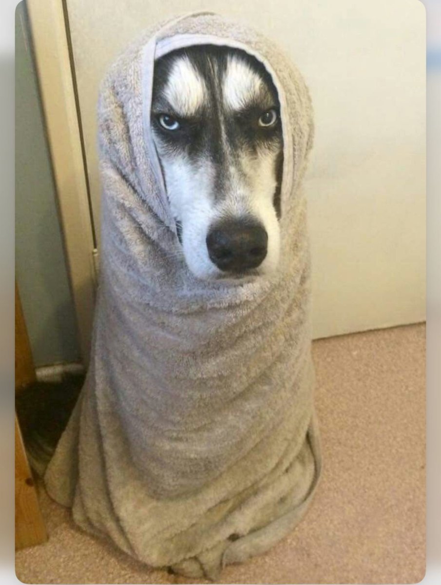 Стриженный хаски