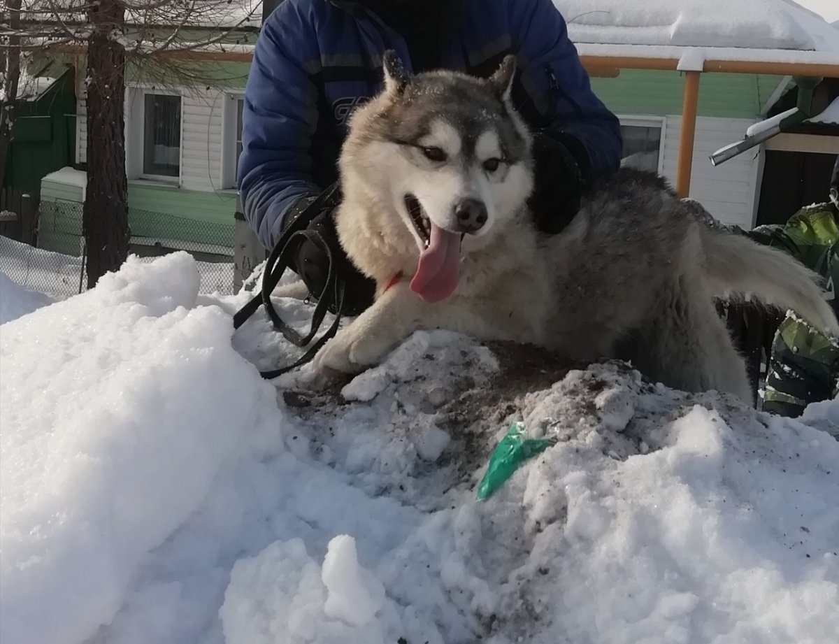 Бешеная хаски