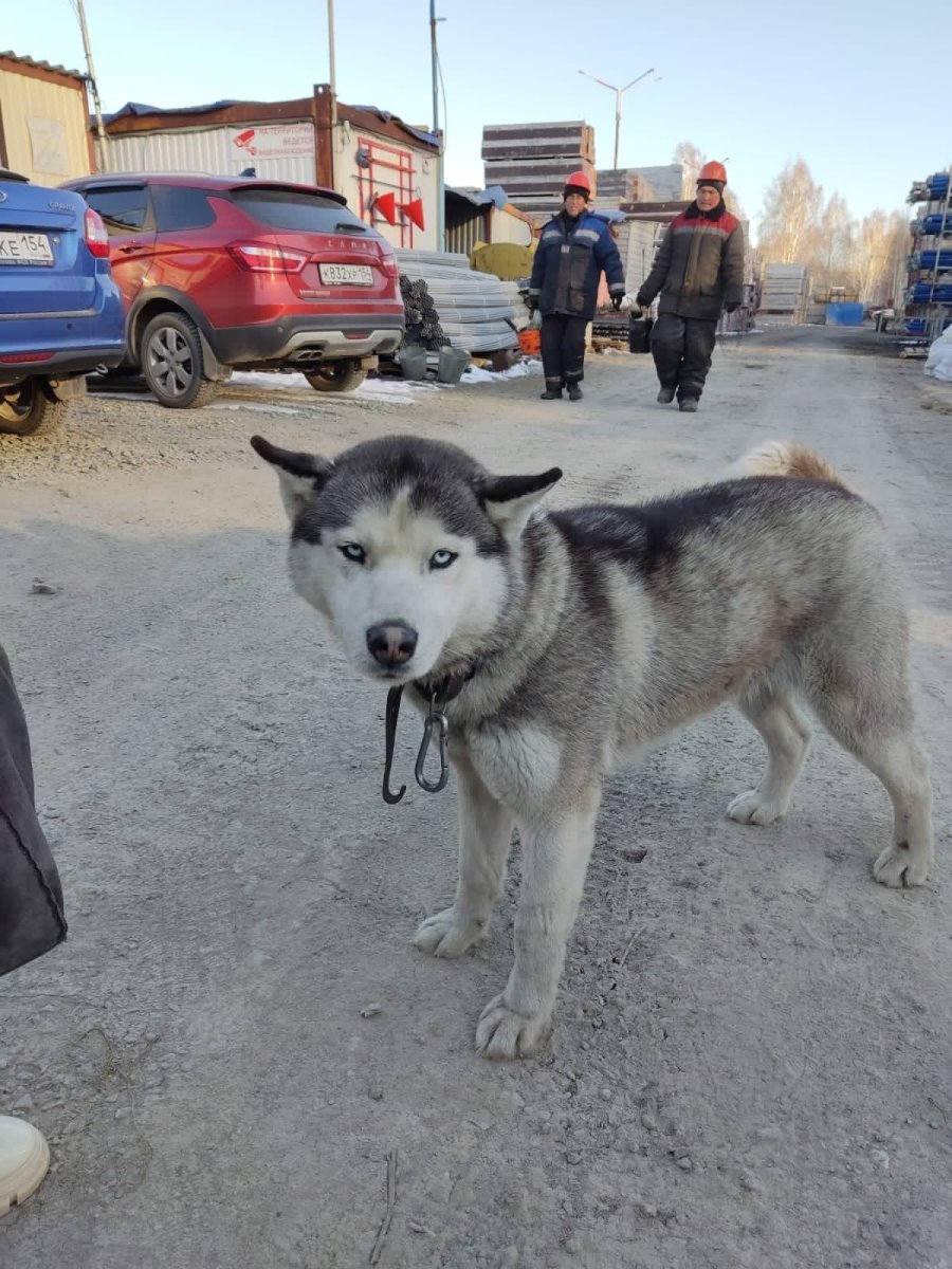 Собака подозревака хаски