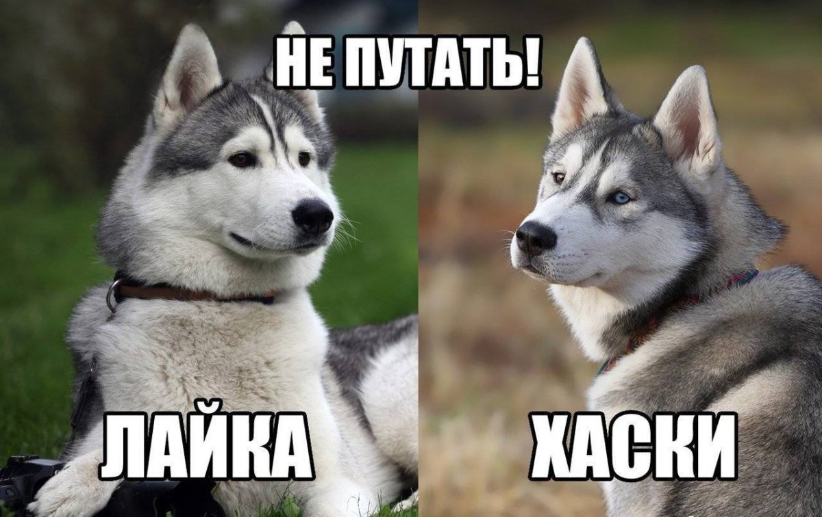 Подстриженный хаски