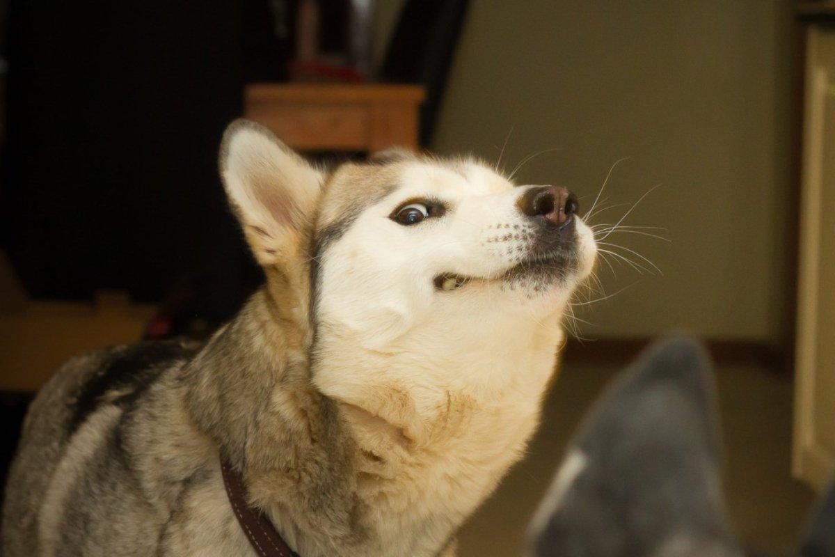 Хаски за решеткой