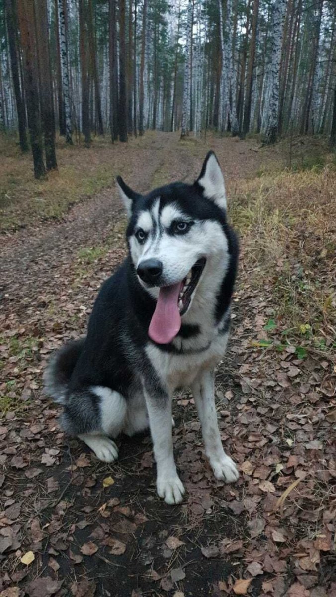 Бритая собака