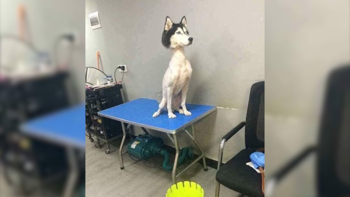 Лысая хаски