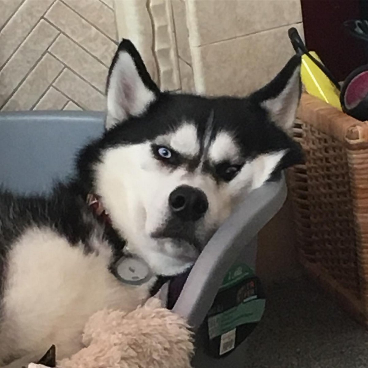 Крутые хаски