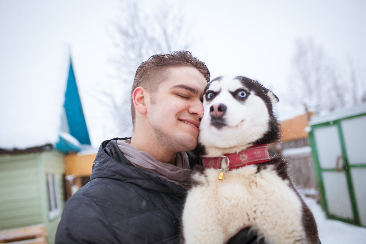 Глупый хаски