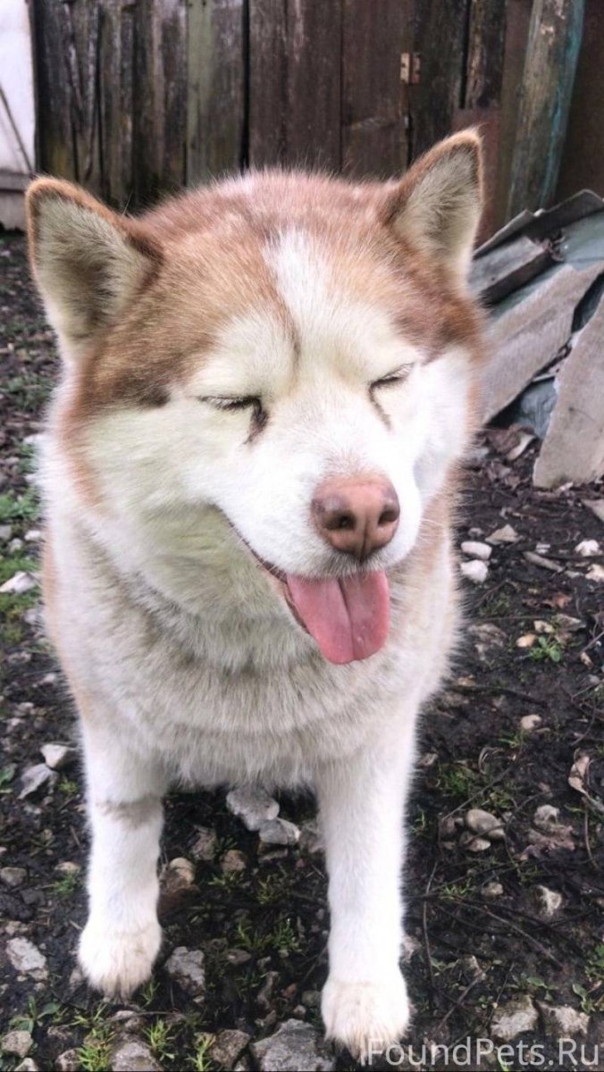 Улыбчивая хаски