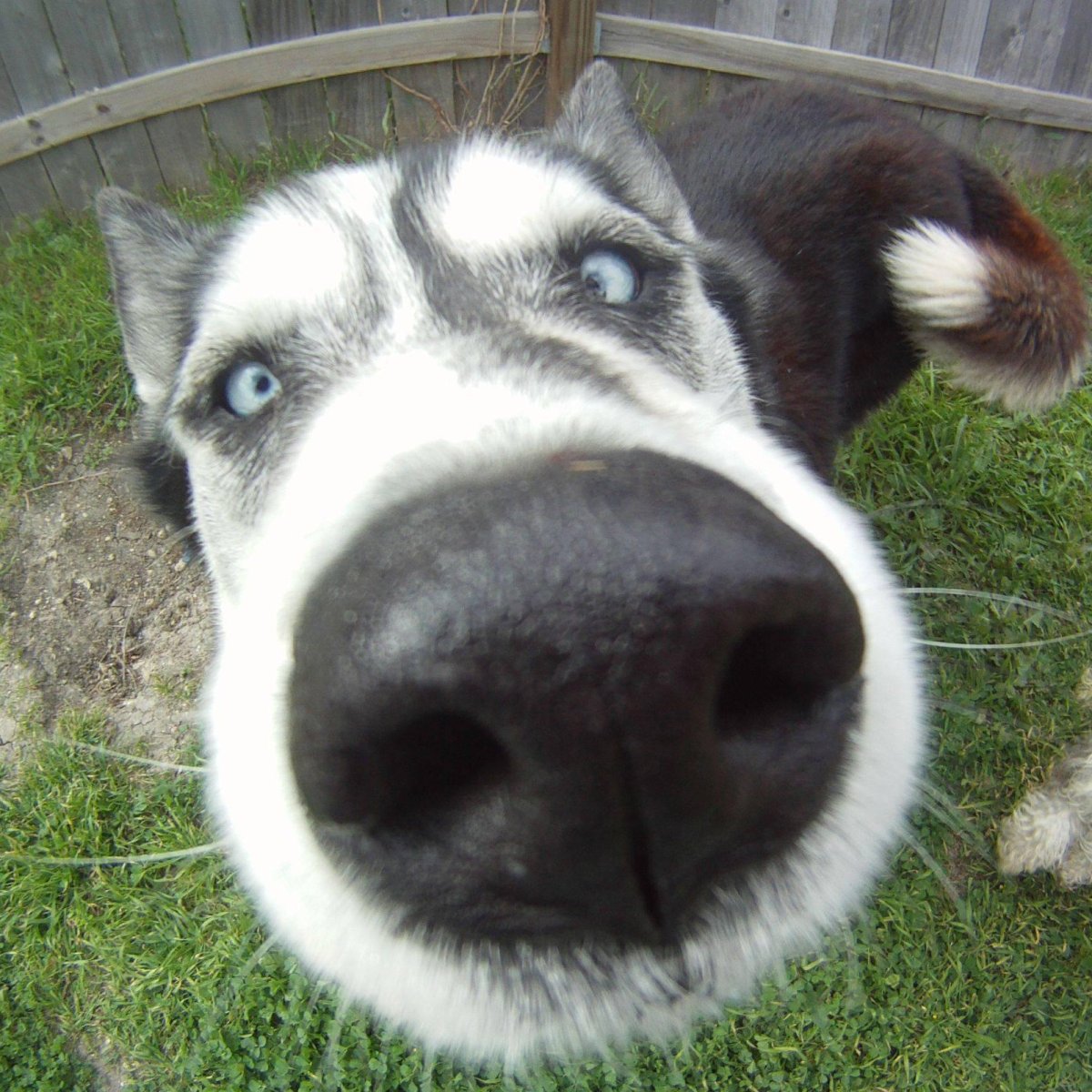 Лысая хаски хаски