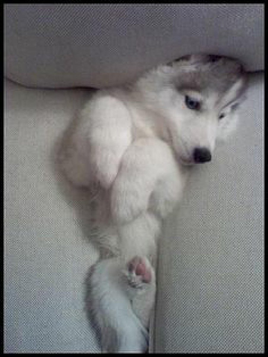 Лысый хаски