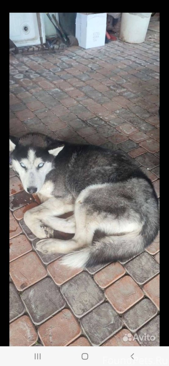 Лысый корги